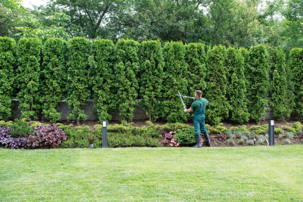 Best Sod Installation  in Fort Bragg, CA